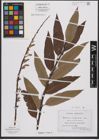 Foto von Salix L.